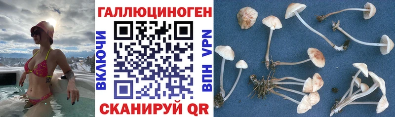 наркота  Ярославль  Галлюциногенные грибы Magic Shrooms 